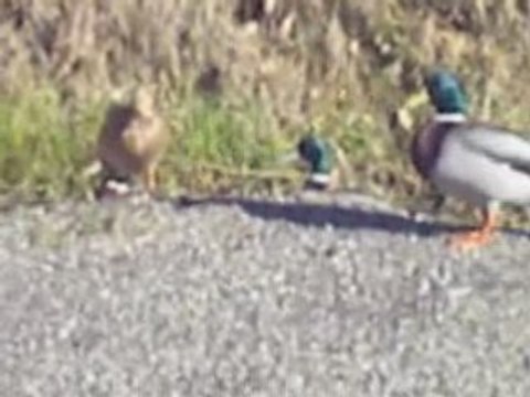 LA CHASSE AUX CANARDS