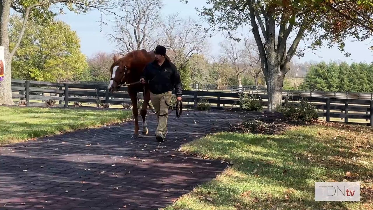A Masterful Performance for the Fastest Horse of the Week