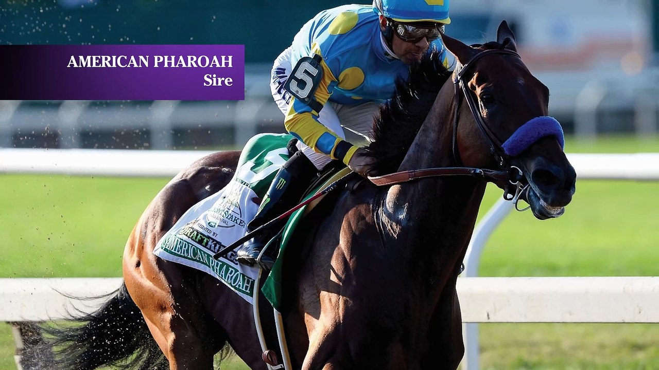Fasig-Tipton 2024: Marketsegmentation