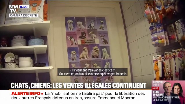 C'est totalement illégal : Les ventes de chiens et de chats continuent dans certaines animaleries, malgré la loi interdisant la pratique