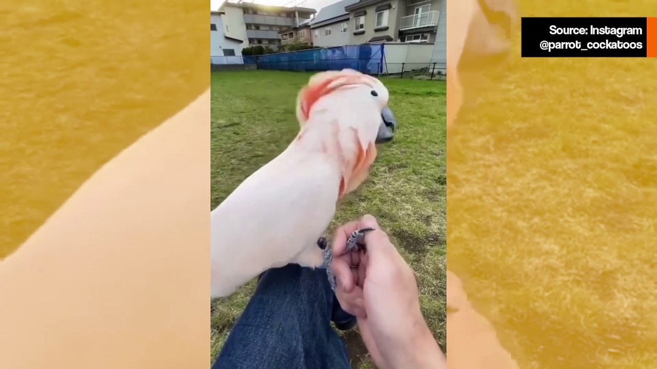 Hulvaton video todistaa, että kakadut ovat planeetan sekopäisimpiä lintuja