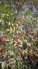 Fruit tree cano tree