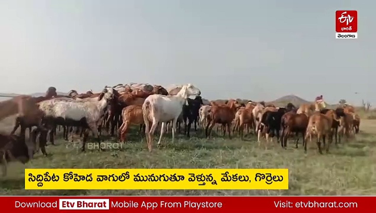 మేత కోసం మేకల సాహసం - వాగు దాటితే కానీ దొరకని పచ్చిక