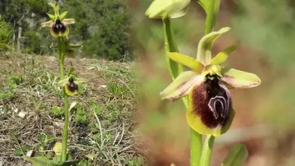 Baharla birlikte açmaya başladı! Koparmanın cezası 557 bin 212 TL