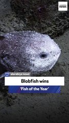 The blobfish wins ‘Fish of the Year’