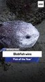 The blobfish wins ‘Fish of the Year’
