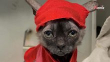 Tierheim rettet einige Katzen: Gen-Mutation eines Kätzchens bringt die Retter richtig ins Staunen