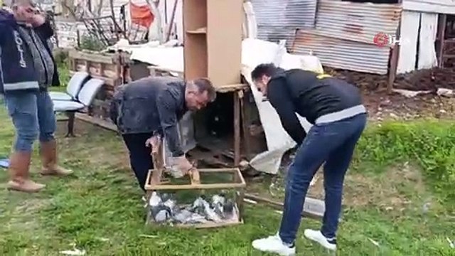 Antalya’da 3 ayrı adresten çalınan 95 güvercin, boş arazideki kümeste bulundu