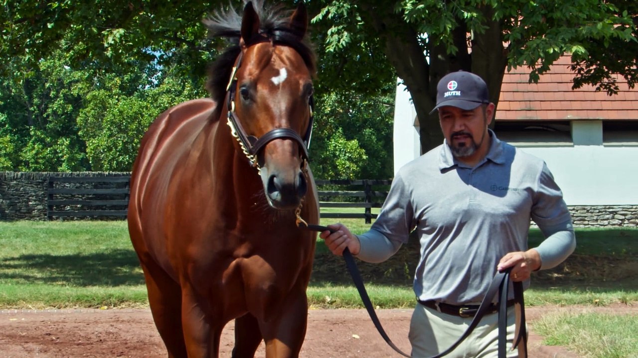 Gainesway - Muth