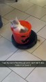 Try NotTo Laugh: Cat in roomba jail #shorts #cat #cats