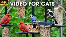 Birds And Squirrels Playing In Nature A Captivating Video For Your Cat - Video For Cats To Watch