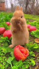 Cute Rabbit having a tasty lunch