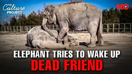 Elephant’s heartbreaking goodbye to her best friend