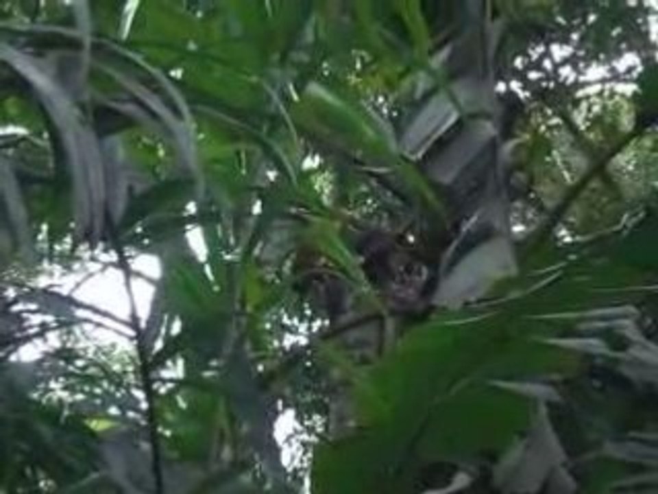 singe en plein gouter a Chipi Riri