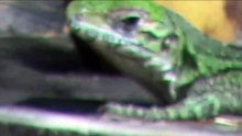 23.- Dinosaurio pequeñito en pleno siglo XXI jajajajajaja