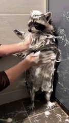 Le raton laveur qui apparaît est trop mignon
