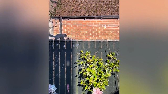 Home plagued by squirrel which stole 25 garden light bulbs to decorate nest