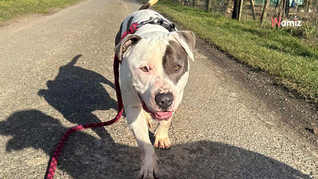 Sorti de fourrière, ce chien qui s'est découvert une passion pour les enfants risque de retourner en box