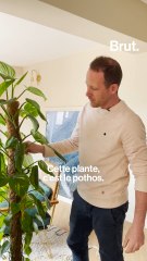 7 conseils simples pour s'occuper de ses plantes d'intérieur