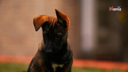 Il se déchaîne sur son chien et tente de l'enterrer devant sa fille de 8 ans : il est condamné à du sursis