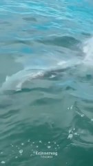 El increíble avistamiento de un tiburón martillo gigante