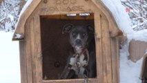 Ils découvrent une chienne enchaînée sous la neige : le pire les attend à l'intérieur de la niche