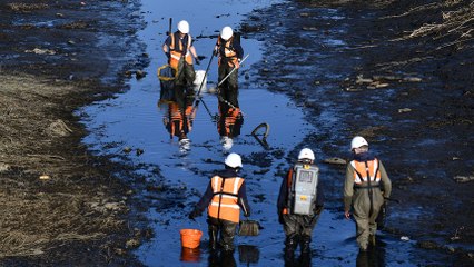 Discover the Wildlife Conservation Efforts Along Scottish Canals 🦆