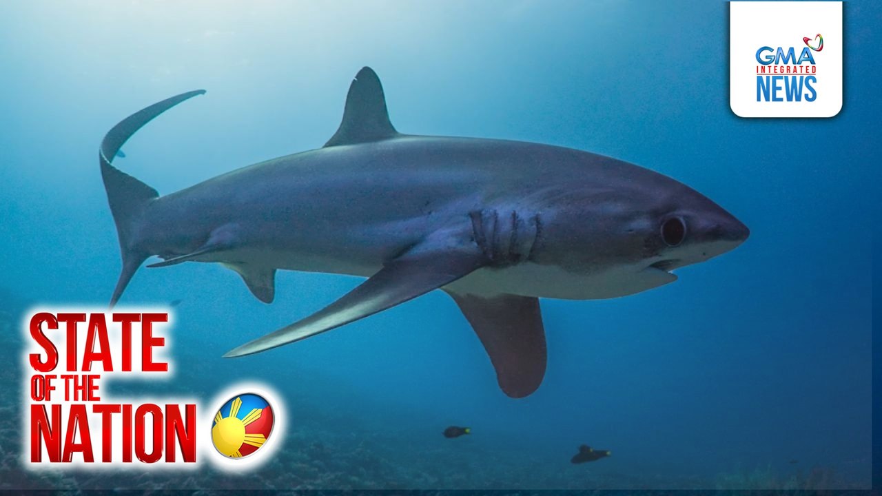 Pelagic Thresher Shark, pwedeng makasabay sa diving sa Malapascua Island | SONA