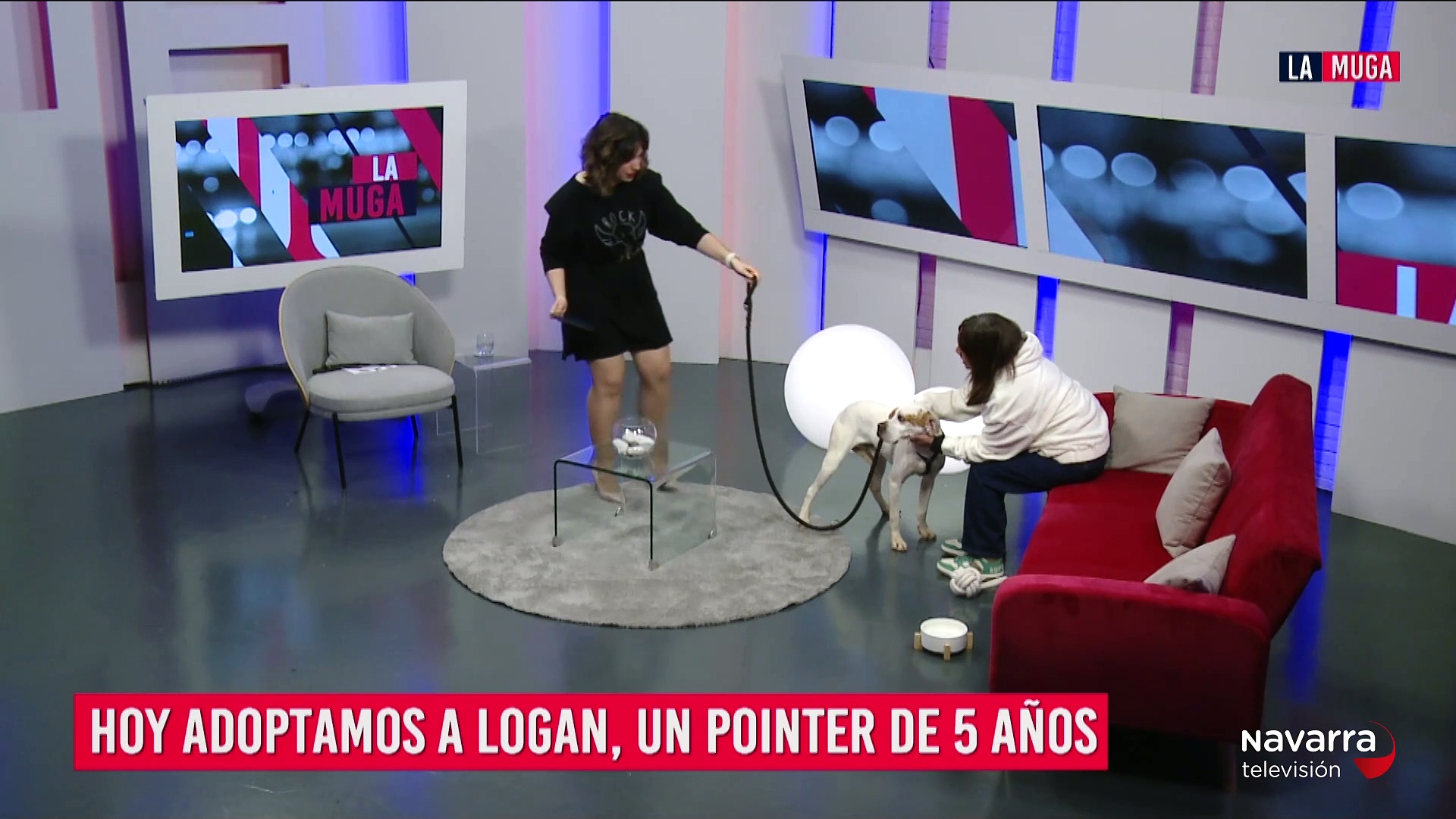 Logan, un pointer de 5 años que busca a su familia