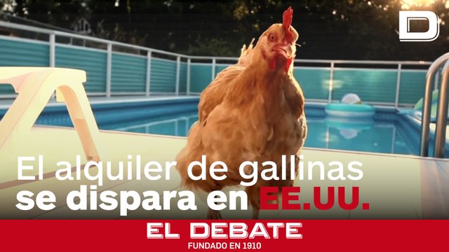 El negocio de alquilar gallinas se dispara en EE.UU. ante el encarecimiento de los huevos