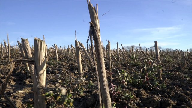 Loss for campaigners as 220 homes near Whitstable approved