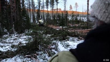 Are Sweden's ancient forests being turned into paper?