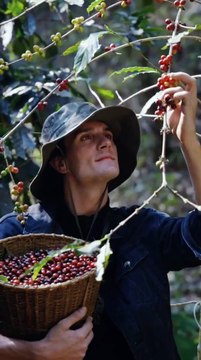 COFFEE LOVER's Dream Job. #coffee #coffeelover #job #berries #naturelovers #nature
