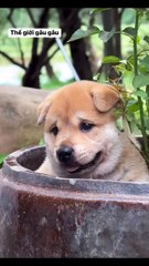 The World of Playful Pups - Episode 8