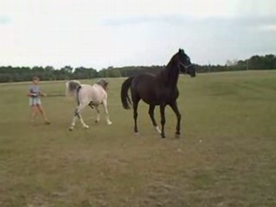 Saillie Pur sang arabe et Selle français.