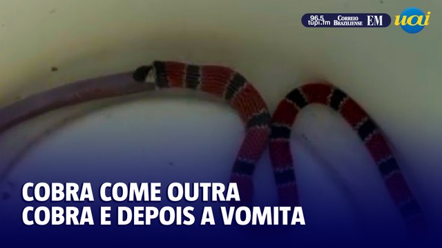 Cobra-coral come cobra-de-duas-cabeças e vomita após estresse