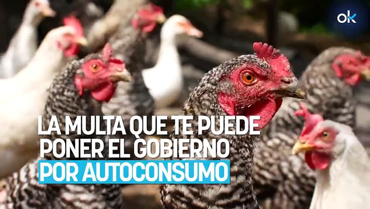 Aviso muy importante si tienes gallinas para pr...