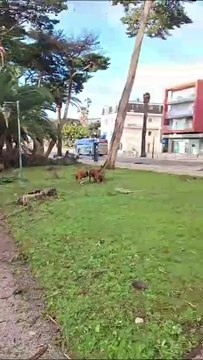 Tempestade Martinho castiga Portugal e provoca estragos em Estoril