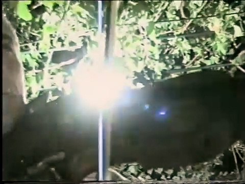 Natiq Nuriyev - Aşığım sana, doyamıyorum