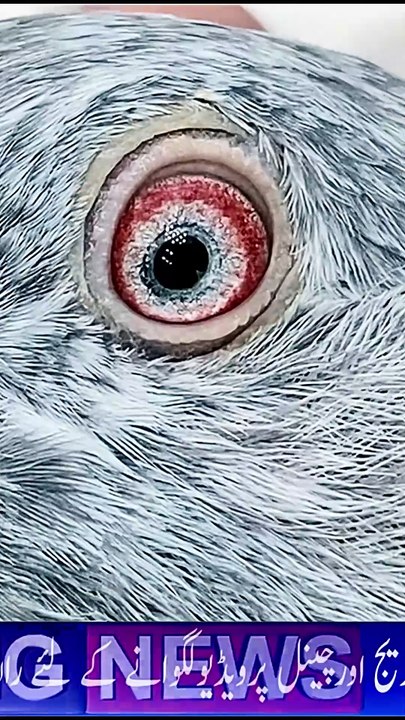 Subscribe Our YouTube Channel For Complete Videos https://www.youtube.com/@DiscoverTheWorldWithFaisalMeer