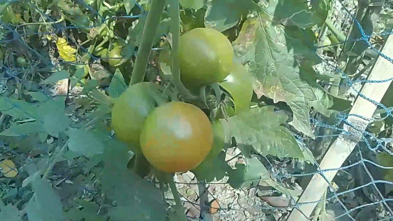 Tomato plants planted in the ground | Tomatoes field next to the house । বাড়ির পাশের টমেটো ক্ষেত .