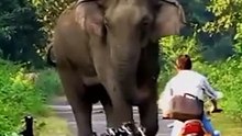 Serene Scenes for animals p1