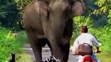 Serene Scenes for animals