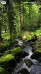 "The Power of Forests: Why Nature is Essential for Our Future"