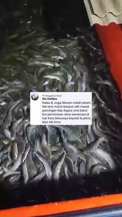 Sudah dijual atau belum ikan lele kalian, ini hari ke 21 puasa loh