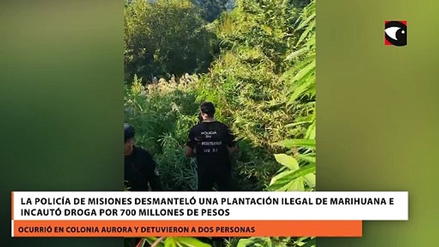 La Policía de Misiones desmanteló una plantación ilegal de marihuana e incautó droga por 700 millones de pesos