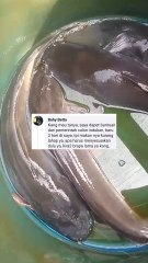 Alhamdulillah, dapat bantuan calon induk lele (Calin) dari pemerintah