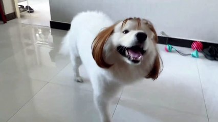 The dog deserves this wig more than I do.