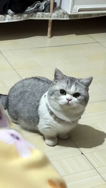 After I gave it a bath, it gave me that kind of look and followed me around for the whole day.