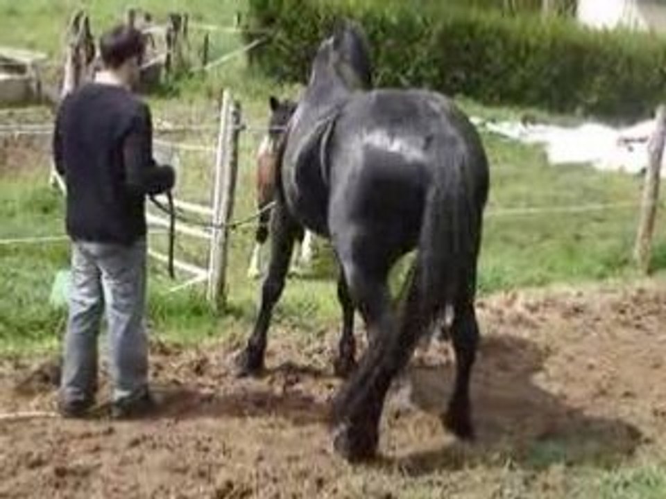 Soufflage des jument avec Bucéphale